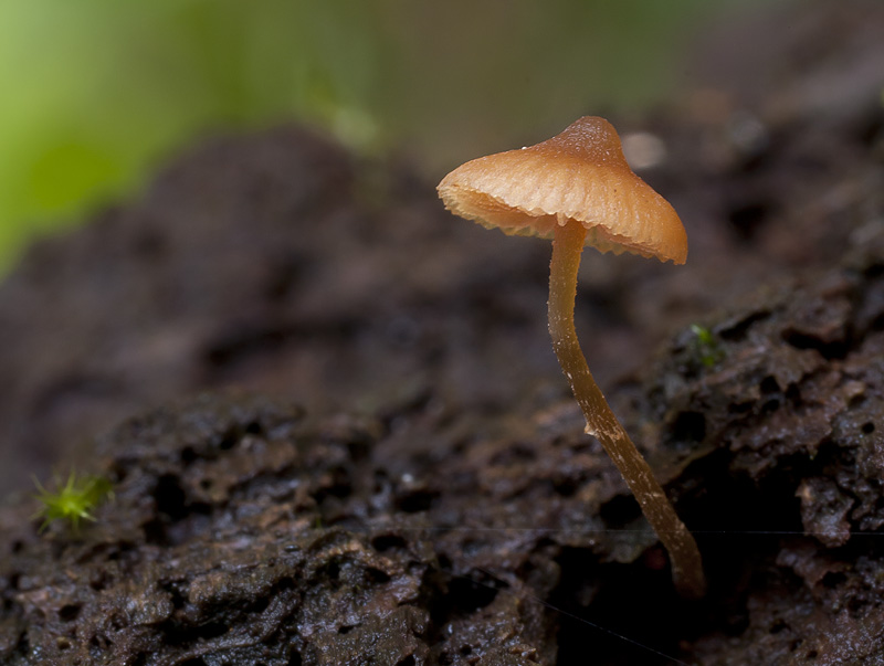 Galerina triscopa